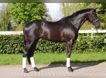 Hannoveraner, Wallach, 8 Jahre, 178 cm, Schwarzbrauner