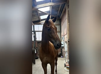 Hannoveraner, Wallach, 8 Jahre, 180 cm, Dunkelfuchs
