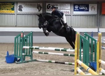 Hannoveraner, Wallach, 8 Jahre, 180 cm, Schwarzbrauner