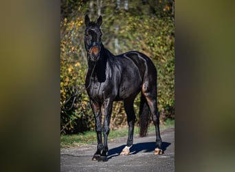 Hannoveraner, Wallach, 8 Jahre, 181 cm, Schwarzbrauner