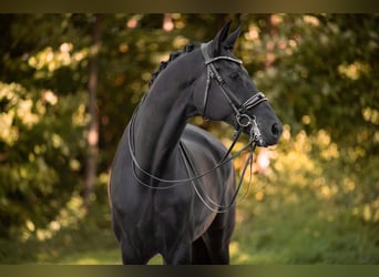 Hannoveraner, Wallach, 8 Jahre, 182 cm, Rappe