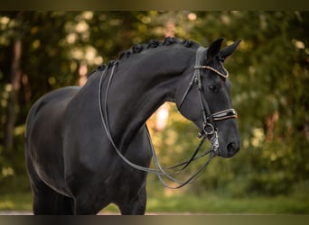 Hannoveraner, Wallach, 8 Jahre, 182 cm, Rappe