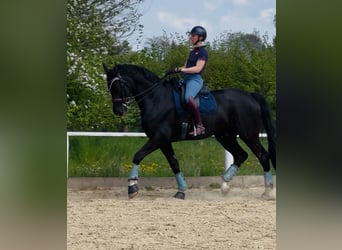 Hannoveraner, Wallach, 8 Jahre, 182 cm, Rappe