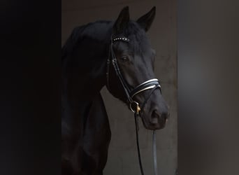 Hannoveraner, Wallach, 8 Jahre, 182 cm, Rappe