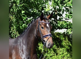 Hannoveraner, Wallach, 8 Jahre, 184 cm, Dunkelbrauner