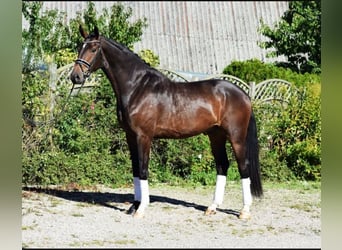 Hannoveraner, Wallach, 8 Jahre, 184 cm, Dunkelbrauner
