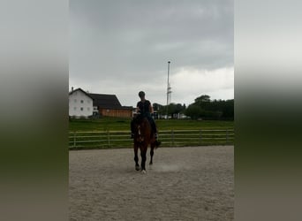 Hannoveraner, Wallach, 8 Jahre, 185 cm, Brauner