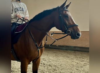 Hannoveraner, Wallach, 8 Jahre, 185 cm, Brauner