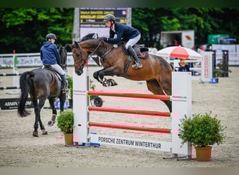 Hannoveraner, Wallach, 8 Jahre, Brauner