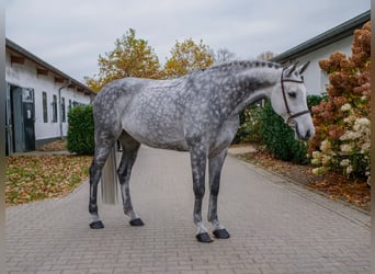 Hannoveraner, Wallach, 9 Jahre, 160 cm, Schimmel