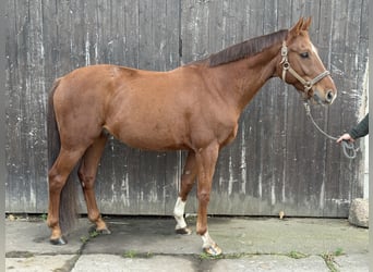 Hannoveraner, Wallach, 9 Jahre, 162 cm, Fuchs