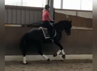 Hannoveraner, Wallach, 9 Jahre, 162 cm, Rappe