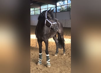 Hannoveraner, Wallach, 9 Jahre, 162 cm, Rappe