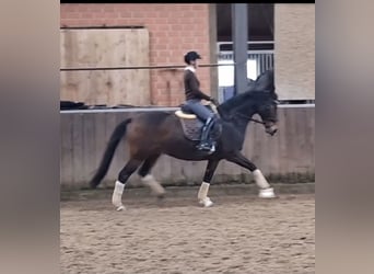 Hannoveraner, Wallach, 9 Jahre, 163 cm, Schwarzbrauner