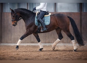 Hannoveraner, Wallach, 9 Jahre, 163 cm, Schwarzbrauner