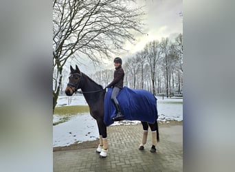 Hannoveraner, Wallach, 9 Jahre, 163 cm, Schwarzbrauner