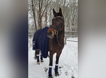 Hannoveraner, Wallach, 9 Jahre, 163 cm, Schwarzbrauner