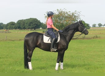 Hannoveraner, Wallach, 9 Jahre, 164 cm, Rappe