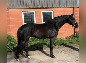 Hannoveraner, Wallach, 9 Jahre, 164 cm, Rappe