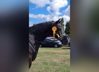 Hannoveraner, Wallach, 9 Jahre, 164 cm, Rappe