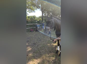 Hannoveraner, Wallach, 9 Jahre, 164 cm, Rappe