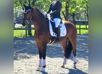Hannoveraner, Wallach, 9 Jahre, 165 cm, Brauner
