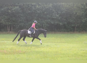 Hannoveraner, Wallach, 9 Jahre, 165 cm, Rappe