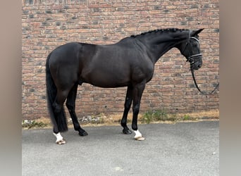 Hannoveraner, Wallach, 9 Jahre, 165 cm, Rappe