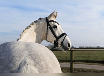 Hannoveraner, Wallach, 9 Jahre, 165 cm, Schimmel