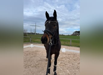 Hannoveraner, Wallach, 9 Jahre, 166 cm, Dunkelbrauner