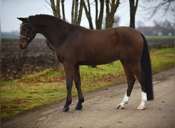 Hannoveraner, Wallach, 9 Jahre, 167 cm, Brauner