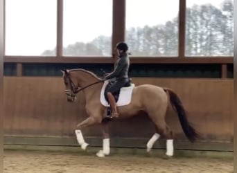 Hannoveraner, Wallach, 9 Jahre, 167 cm, Fuchs