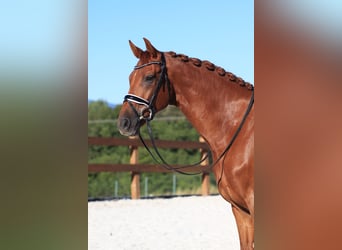 Hannoveraner, Wallach, 9 Jahre, 167 cm, Fuchs