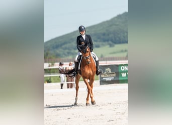Hannoveraner, Wallach, 9 Jahre, 167 cm, Fuchs