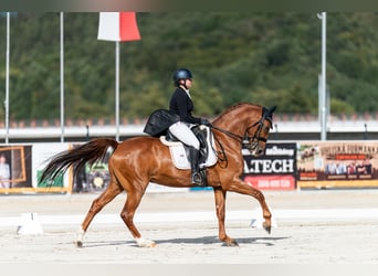 Hannoveraner, Wallach, 9 Jahre, 167 cm, Fuchs