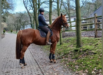 Hannoveraner, Wallach, 9 Jahre, 167 cm, Fuchs