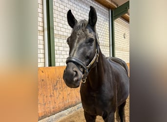 Hannoveraner, Wallach, 9 Jahre, 167 cm, Rappe