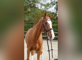 Hannoveraner, Wallach, 9 Jahre, 168 cm, Fuchs