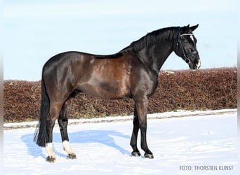 Hannoveraner, Wallach, 9 Jahre, 168 cm, Rappe