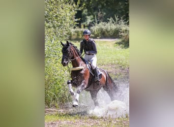 Hannoveraner, Wallach, 9 Jahre, 168 cm, Rappe