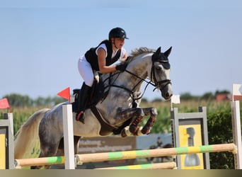Hannoveraner, Wallach, 9 Jahre, 168 cm, Schimmel