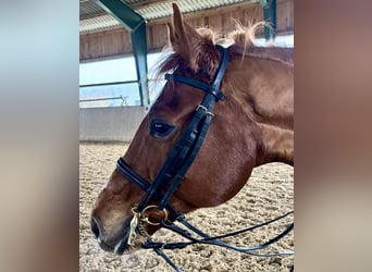 Hannoveraner, Wallach, 9 Jahre, 169 cm, Fuchs