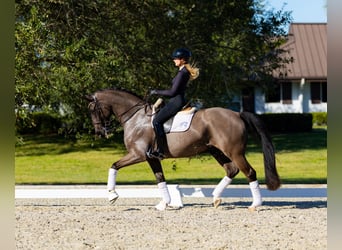 Hannoveraner, Wallach, 9 Jahre, 170 cm, Brauner