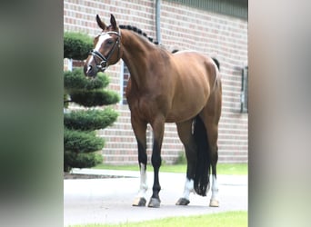 Hannoveraner, Wallach, 9 Jahre, 170 cm, Brauner