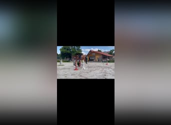 Hannoveraner, Wallach, 9 Jahre, 170 cm, Brauner