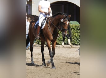 Hannoveraner, Wallach, 9 Jahre, 170 cm, Brauner