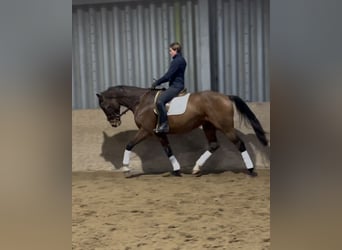 Hannoveraner, Wallach, 9 Jahre, 170 cm, Brauner