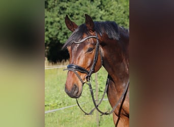 Hannoveraner, Wallach, 9 Jahre, 170 cm, Dunkelbrauner