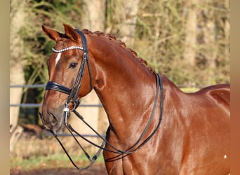 Hannoveraner, Wallach, 9 Jahre, 170 cm, Dunkelfuchs