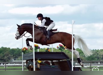 Hannoveraner, Wallach, 9 Jahre, 170 cm, Tobiano-alle-Farben